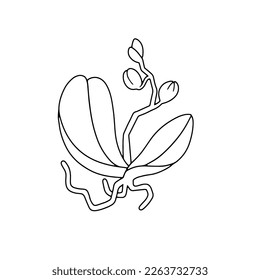 Orchid plant with flowers, bud, and stem. Fresh bouquet of orchidaceae in blossom, leaves and root. Tropical flora, botanical flat vector isolated illustration on white background.