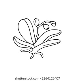 Orchid plant with flowers, bud, and stem. Fresh bouquet of orchidaceae in blossom, leaves and root. Tropical flora, botanical flat vector isolated illustration on white background.
