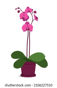 Orchid plant vector illustration. Room plant growing in a pot. Illustration in flat style, isolated on white background