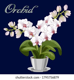 Orchid in a pot on a colored background.