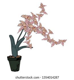 Orchid in a pot. Vector illustration.
