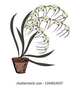 Orchid in a pot. Vector illustration.