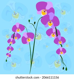 Orchid. Purple flowers on blue background