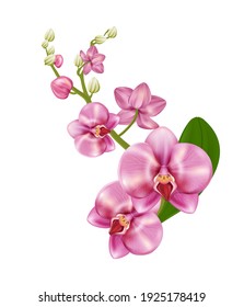 466,058 Orchid white background Images, Stock Photos & Vectors ...