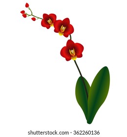 Orchid red.