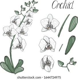 Orchid set color vector image