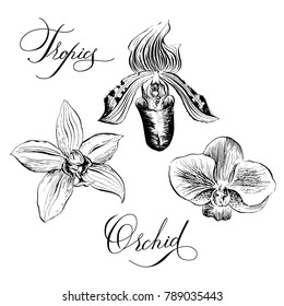 Orchid, a set of flowers drawn by hand for invitations, business cards, cards, postcards, prints for fabric and other. Vector