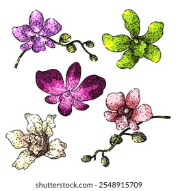 conjunto de orquídeas desenhado à mão. cattleya dendrobium, vanda cymbidium, miltonia oncidium orchid vetor sketch.