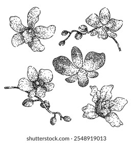 conjunto de orquídeas desenhado à mão. cattleya dendrobium, vanda cymbidium, miltonia oncidium orchid vetor sketch. ilustração preta isolada