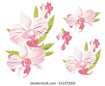 Orchid, set of vector illustrations of the  blossoms of the tropical, exotic flowers. Floral collection