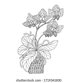 
Orchid sketch. Orchid flower in a pot, sketches, coloring, hobbies. Entertainment for children and adults. Hand drawing. Vector illustration.