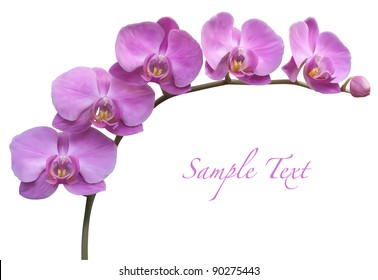 Orchid spa flower vector illustration