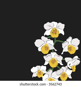 Orchid Splendor is a romantic spear of White Orchids with a yellow center.