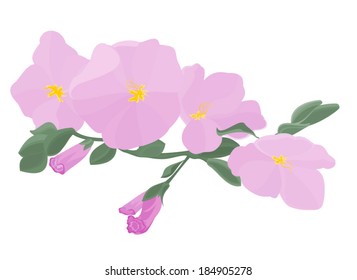 Orchid stem with flowers vector illustration 