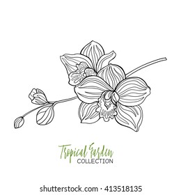 Orchid. Tropical plant. Vector illustration. Coloring book for adult and older children. Coloring page. Outline drawing.