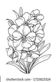 Orchid vanda house plant flower blossom. Isolated vector botanical illustration: retro, vintage, hand drawn, black and white, outline. For wedding invitation, card, print, tattoo. Japanese style.