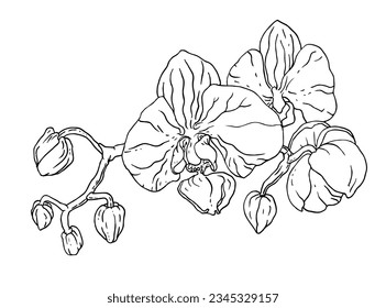 Orchid vanda house plant flower blossom. Isolated vector botanical illustration: retro, vintage, hand drawn, black and white, outline. For wedding invitation, card, print, tattoo. Japanese style.