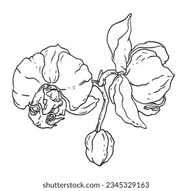 Orchid vanda house plant flower blossom. Isolated vector botanical illustration: retro, vintage, hand drawn, black and white, outline. For wedding invitation, card, print, tattoo. Japanese style.
