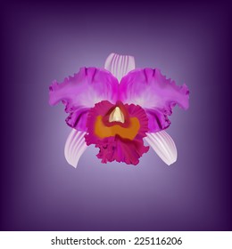 orchid vector