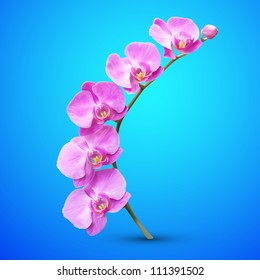 Orchid vector flower illustration. Tropical exotic flower