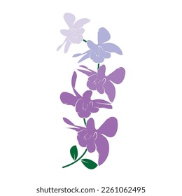 Orchid vector flower isolated on white background