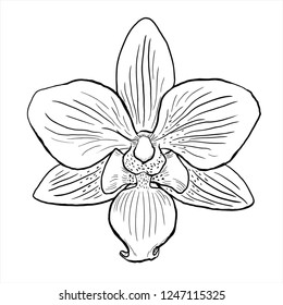 orchid vector, flower sketch, line drawing