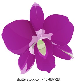Orchid vector illustration on white background