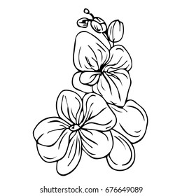 Orchid vector illustration on white background. Doodle style. Design icon, print, logo, poster, symbol, decor, textile, paper, card. 
