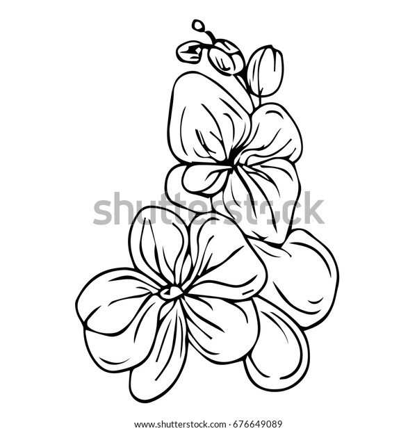 Orchid Vector Illustration On White Background Stock Vector (Royalty ...