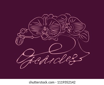 orchid, vector image, eps10