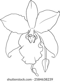 orchid vector outline illustration isolated design element
