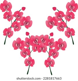 Orchidee Vectorphalaenopsis Pink Design