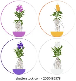 Orchidee, Vektorgelb, blau 