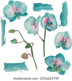 Orchidee Aquarellgrafik im Vektorformat. Blühende blaue Blume. Elegante handgezeichnete Skizze von exotischen Pflanzen in verschiedenen Posen. Ideal für Karte, Banner, Paket, Flyer.