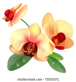 Orchid yellow flower isolated on white background