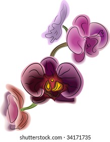 Orchidea Phalaenopsis vector