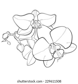 Orchids
