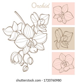 Orchids bouquet. Vector illustration. Line elements.