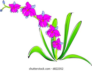 orchids, design ellements for decoration
