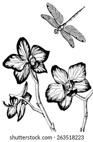 orchids and a dragonfly