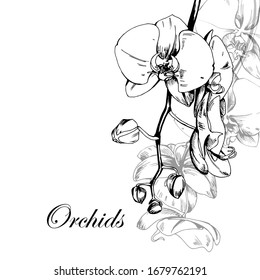 Orquídeas. Dibujo. para una postal, invitaciones, tarjetas de cumpleaños. Vector.