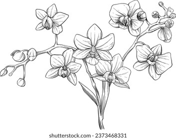 Orchids flower botanical sketch illustration
