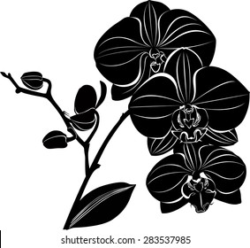 121,089 Black orchid Images, Stock Photos & Vectors | Shutterstock