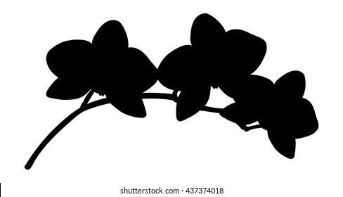 Orchids flowers it is isolated. Black isolated