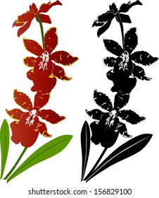 Orchids flowers isolated on white background