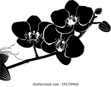 Orchids flowers it is isolated on a white background
