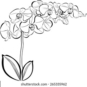 orchids flowers isolated on white background