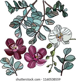 Orchids flowers, leaves, eucalyptus vector design frame. Hand drawn isolated on white background set