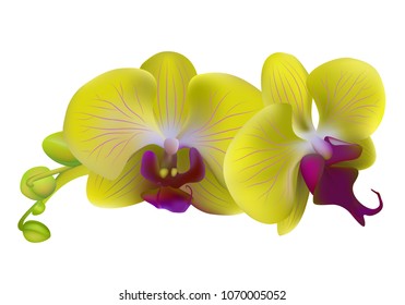 Orchids. Flowers. Yellow. Tropical plants. Isolated. Floral background.