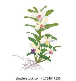 Orchids from the forest on white background. Beautiful colors. Rainforest orchids Asian orchids. Illustration vector design. 